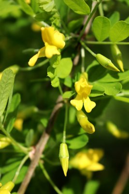 Caragana arborescens 'Pendula' - čimišník obecný - kvetení
